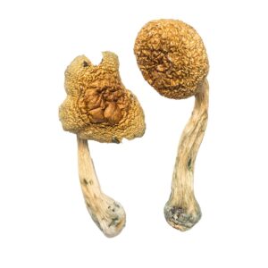 Buy Penis Envy Magic Mushrooms
